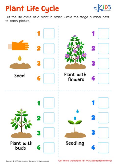 plant life cycle printable  worksheet   kids