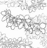 Coloring Cherry Blossom Tree Oak Live Pages Drawing Flower Getdrawings Blossoms Maple Getcolorings sketch template