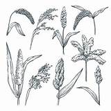 Millet Spikelets Drawn Agriculture Grain Ripe Foxtail Groats sketch template
