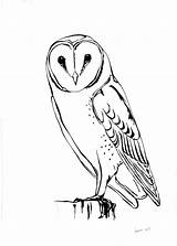 Owl Designlooter sketch template