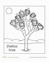 Joshua Tree Coloring Pages Color Desert 27kb 378px Drawings Worksheets Western Choose Board Plants sketch template