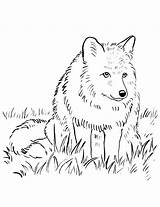 Fox Coloring Pages Printable Realistic Wolf Arctic Snowmobile Print Drawing Adult Color Getcolorings Getdrawings Hound Kids Colorings Samanthasbell Drawings Reference sketch template