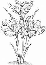 Kleurplaat Narcis Kleurplaten Lente Tulp Knutsels Tekenen Hyacint Deel Volwassenen Flower Yoo Downloaden sketch template