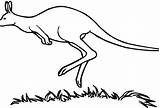 Jump Coloring Getdrawings Kangaroo sketch template