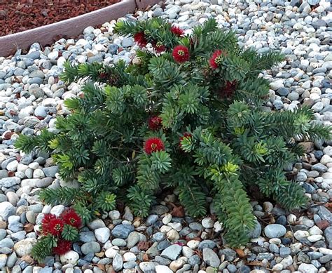 Bottle Brush Tree Or Shrub Anne Of Green Gardens