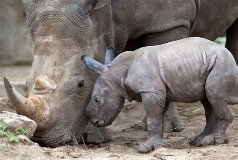 white rhino baby creating animal awarenesscreating animal awareness