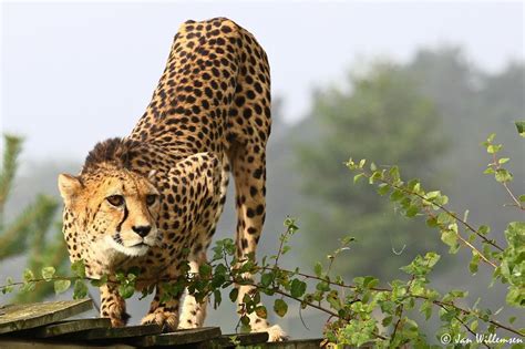 zoo beekse bergen  netherlands cheetah  animals wild cats