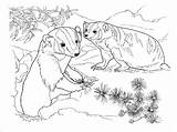 Coloring Pages Badgers Honey Coloringbay sketch template
