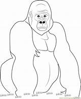 Gorilla Coloring Pages Look Printable Color Print Coloringpages101 Kids Getcolorings sketch template