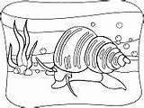 Caracol Caracola Snail Caracoles sketch template
