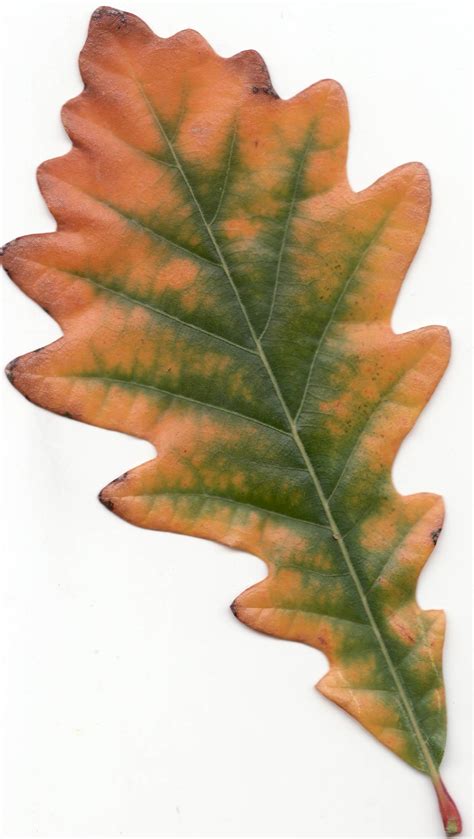 fileautumn swamp white oak leafjpg wikimedia commons