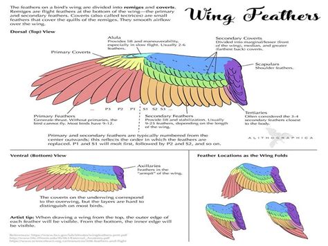 writing  wing anatomy ux generation