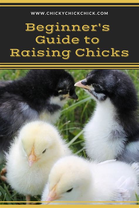 chickens are pretty easy to take care of learn what you