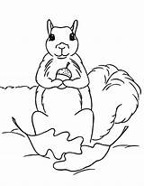 Coloring Acorn Squirrel Holding Pages sketch template