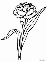 Coloring Carnation Pages Flowers Easily Print sketch template