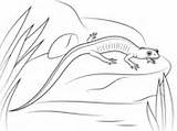 Salamander Coloring Pages Cheeked Northern Gray sketch template