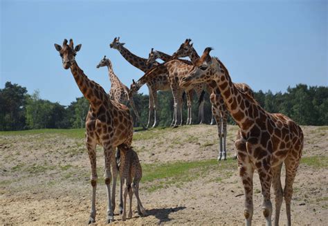 girafje geboren  safaripark beekse bergen  hilvarenbeek foto bndestemnl