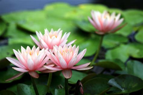 Water Lily Quotes Quotesgram
