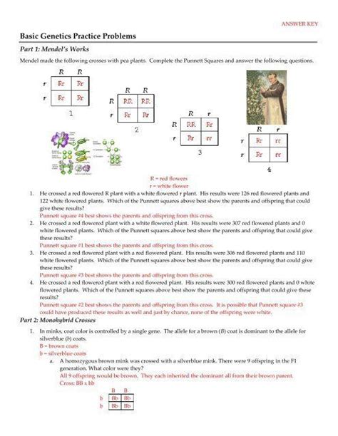 punnett square practice worksheet answers basic genetics