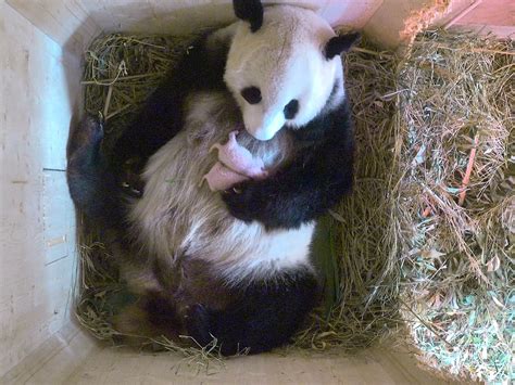 Giant Panda Unexpectedly Gives Birth To Twin Cubs At