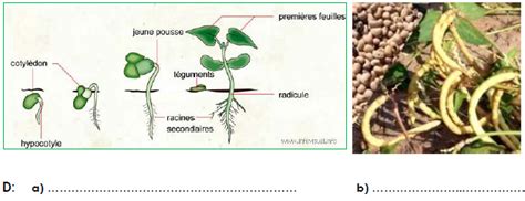 connaissance des plantes  sunudaara