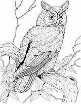 Owl Coloring Pages Eared Long sketch template