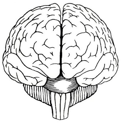 human brain coloring pages  students coloring pages
