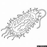 Bacteria sketch template