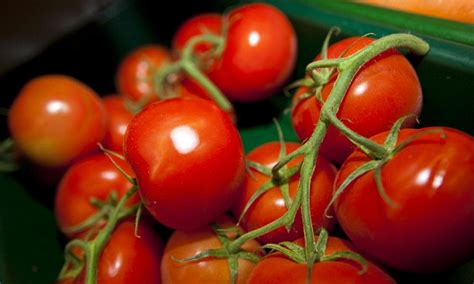 key compound in tomatoes could help male fertility as it boosts sperm count by 70 daily mail