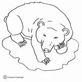 Urso Colorare Disegno Orso Hibernating Supercoloring Branco Contorno sketch template