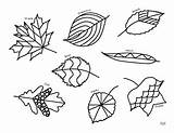 Autumn Zentangle Teacherspayteachers sketch template