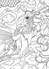 Coloring Pages Animals Adult Adults Animal Humminbird sketch template