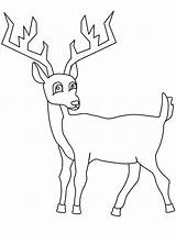 Deer Tailed Buck Reh Hirsch Coloringhome sketch template
