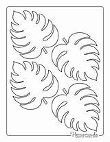 Leaf Template Jungle Printable Templates Monstera Easy Small sketch template