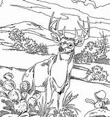 Coloring Deer Pages Buck Hunting Realistic Adults Printable Bucks Adult Drawing Print Whitetail Book Color Majestic Fighting Getdrawings Getcolorings Legendary sketch template