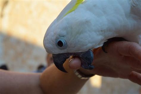 10 reasons why parrots bite and how to stop it