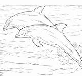 Colorir Golfinhos sketch template
