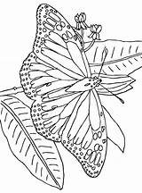 Kleurplaat Vlinder Vlinders Papillon Schmetterling Papillons Mariposas Mariposa Colorat Acuarelas Dieren Coloriages Farfalle Schmetterlinge Animale Malvorlagen Malvorlage Fluturasi P50 Borboletas sketch template