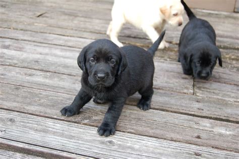 black lab puppy black lab puppy micheycards flickr