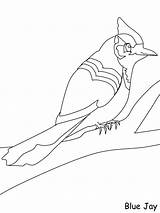 Birds Angels Burung Printable Planes Halaman Kertas Mewarna Chickadee Kolorowanki Haiwan Zwierzęta Ws sketch template