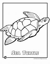 Coloring Sea Turtle Pages Endangered Animals Animal Ocean Sheets Printable Turtles Drawing Kids Colouring Species Marine Color Clipart Baby Activities sketch template