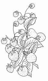 Embroidery Strawberry Pattern Vintage Clipart Patterns Clip Coloring Pages Hand Strawberries Fruit Designs Plant Graphics Fairy Printable Cross Stitch Drawing sketch template