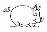 Porc Colorat Planse Desene Animale Domestice Porci Pigs Piglets Purcelusi Purcei Purcel Porcul Gradinita Mamifere Plansedecolorat sketch template