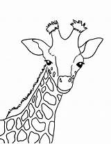 Giraffe Outline Drawing Coloring Baby Getdrawings sketch template