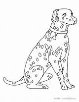 Coloring Dalmation Pages Dalmatian Dog Puppy Getcolorings Printable Color Dalma Dalmatians sketch template