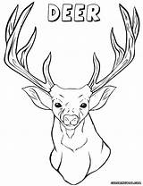 Deer Coloring Head Pages Animal Print sketch template