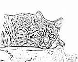 Coloring Bobcat Pages Scary Eyes Color sketch template