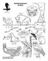 Prairie Wildlife Habitats Coloringnature Exploringnature Ecosystem Zoology sketch template