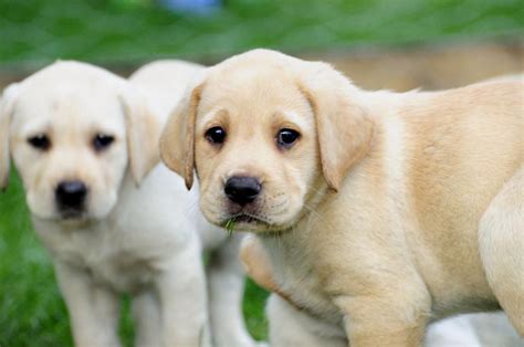 yellow labrador kc registered yellow labrador puppies birmingham