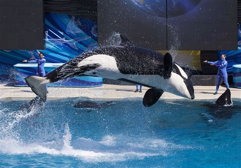 Report Seaworld To End Killer Whale Shows In San Diego